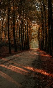 Preview wallpaper alley, path, trees, autumn, forest