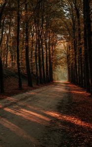 Preview wallpaper alley, path, trees, autumn, forest