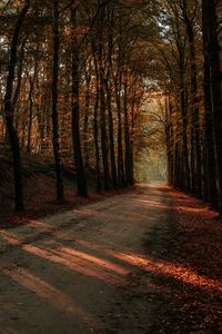 Preview wallpaper alley, path, trees, autumn, forest