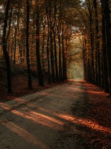 Preview wallpaper alley, path, trees, autumn, forest