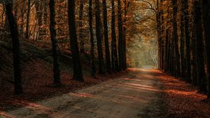 Preview wallpaper alley, path, trees, autumn, forest
