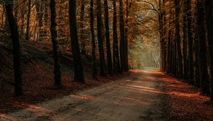 Preview wallpaper alley, path, trees, autumn, forest