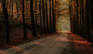 Preview wallpaper alley, path, trees, autumn, forest