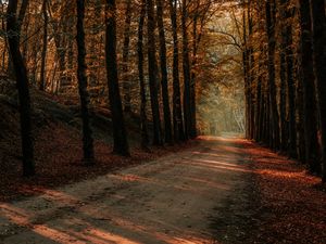 Preview wallpaper alley, path, trees, autumn, forest