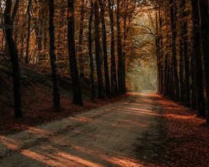 Preview wallpaper alley, path, trees, autumn, forest