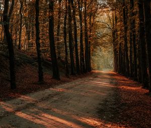 Preview wallpaper alley, path, trees, autumn, forest