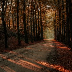 Preview wallpaper alley, path, trees, autumn, forest