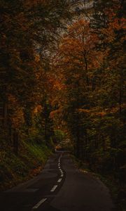 Preview wallpaper alley, path, trees, bushes, branches