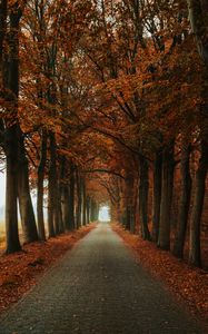 Preview wallpaper alley, path, trees, autumn, nature