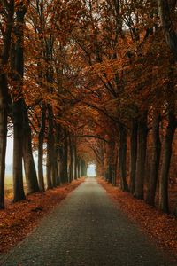Preview wallpaper alley, path, trees, autumn, nature