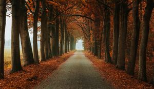 Preview wallpaper alley, path, trees, autumn, nature