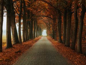 Preview wallpaper alley, path, trees, autumn, nature