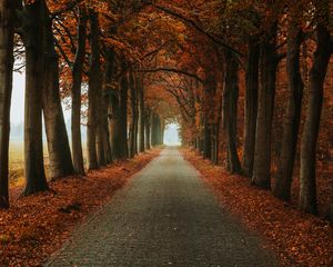 Preview wallpaper alley, path, trees, autumn, nature