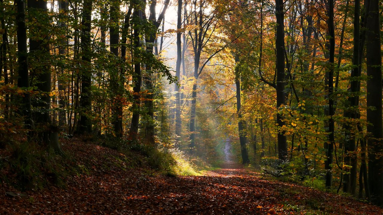 Wallpaper alley, path, trees, sunlight, leaves