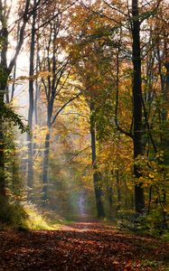 Preview wallpaper alley, path, trees, sunlight, leaves