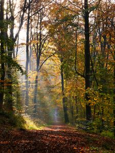 Preview wallpaper alley, path, trees, sunlight, leaves