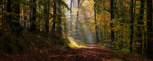 Preview wallpaper alley, path, trees, sunlight, leaves