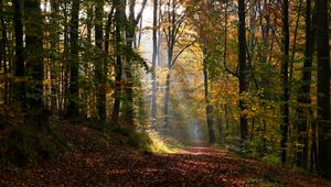 Preview wallpaper alley, path, trees, sunlight, leaves