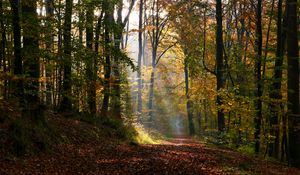 Preview wallpaper alley, path, trees, sunlight, leaves