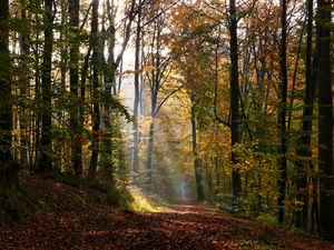 Preview wallpaper alley, path, trees, sunlight, leaves