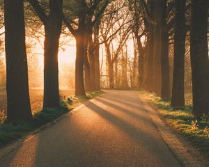 Preview wallpaper alley, rays, trees