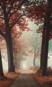 Preview wallpaper alley, road, autumn, fog, forest