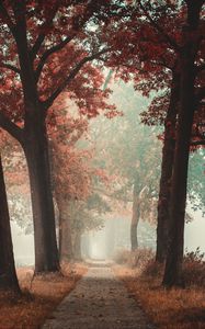 Preview wallpaper alley, road, autumn, fog, forest