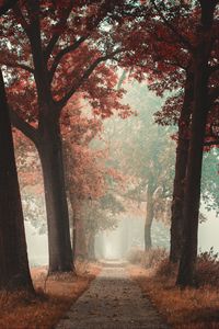 Preview wallpaper alley, road, autumn, fog, forest