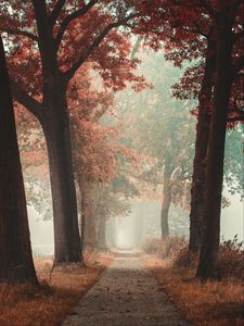 Preview wallpaper alley, road, autumn, fog, forest