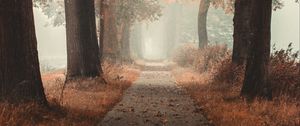 Preview wallpaper alley, road, autumn, fog, forest