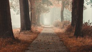 Preview wallpaper alley, road, autumn, fog, forest