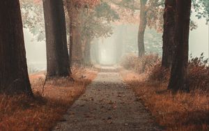 Preview wallpaper alley, road, autumn, fog, forest