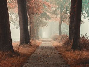 Preview wallpaper alley, road, autumn, fog, forest