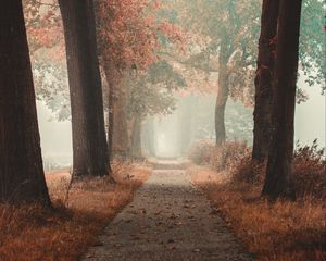 Preview wallpaper alley, road, autumn, fog, forest