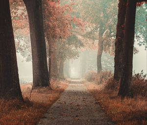 Preview wallpaper alley, road, autumn, fog, forest