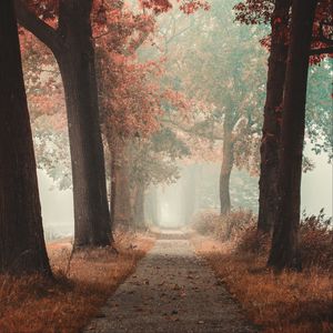 Preview wallpaper alley, road, autumn, fog, forest
