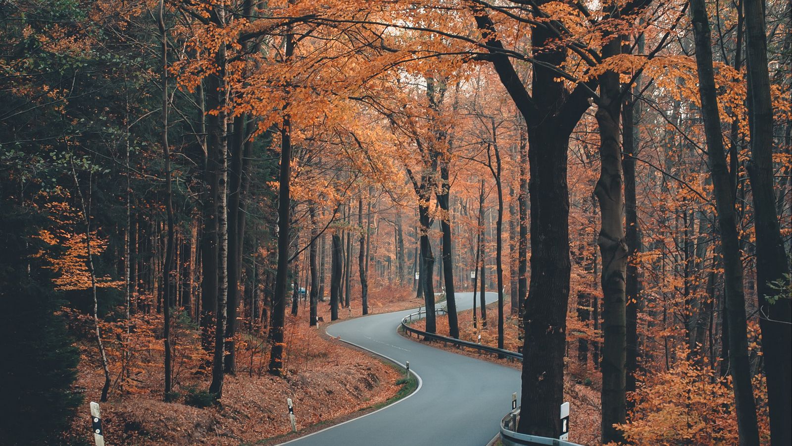 Download wallpaper 1600x900 alley, road, trees, winding, autumn widescreen  16:9 hd background