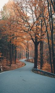 Preview wallpaper alley, road, trees, winding, autumn