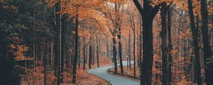 Preview wallpaper alley, road, trees, winding, autumn