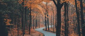 Preview wallpaper alley, road, trees, winding, autumn