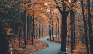 Preview wallpaper alley, road, trees, winding, autumn