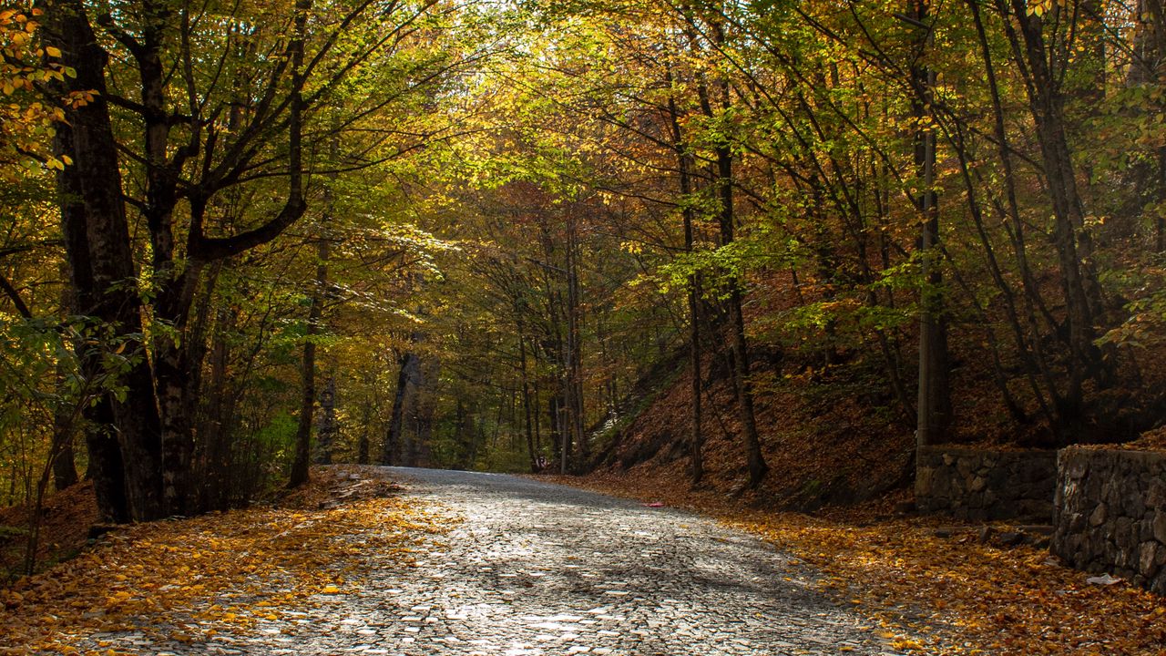 Wallpaper alley, road, trees, autumn