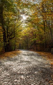 Preview wallpaper alley, road, trees, autumn