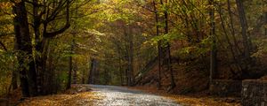 Preview wallpaper alley, road, trees, autumn