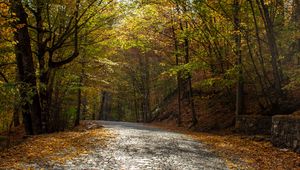 Preview wallpaper alley, road, trees, autumn