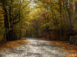 Preview wallpaper alley, road, trees, autumn