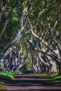 Preview wallpaper alley, road, trees, branches, grass