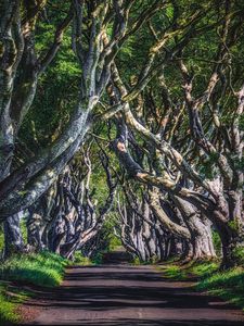 Preview wallpaper alley, road, trees, branches, grass