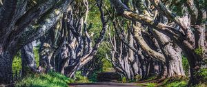 Preview wallpaper alley, road, trees, branches, grass