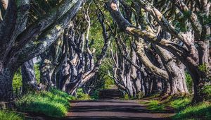 Preview wallpaper alley, road, trees, branches, grass